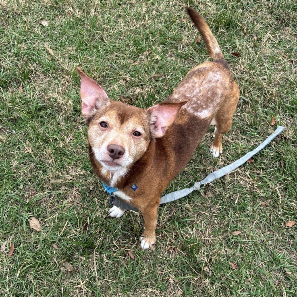 Parmesan — thumbnail 6