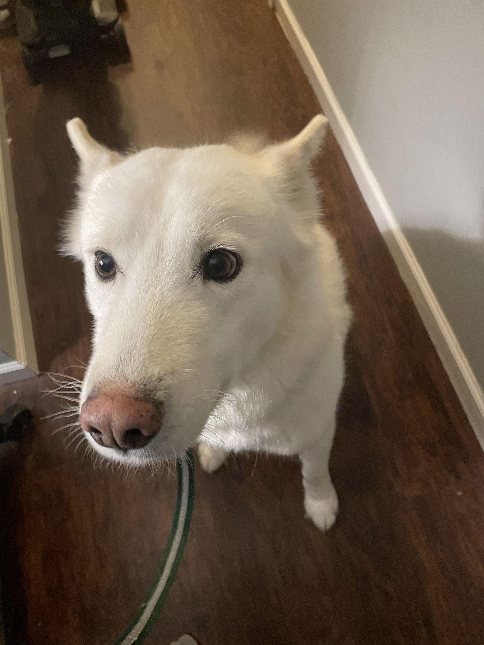 Triscuit, Adoptable, Adult Male Siberian Husky.