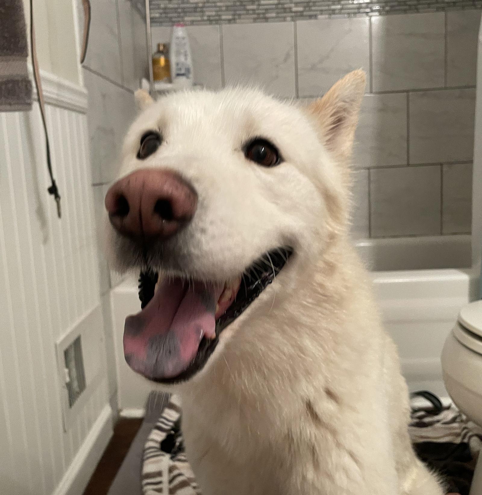 Enlarge Triscuit, a Adoptable Siberian Husky in Livonia, MI image 2/3