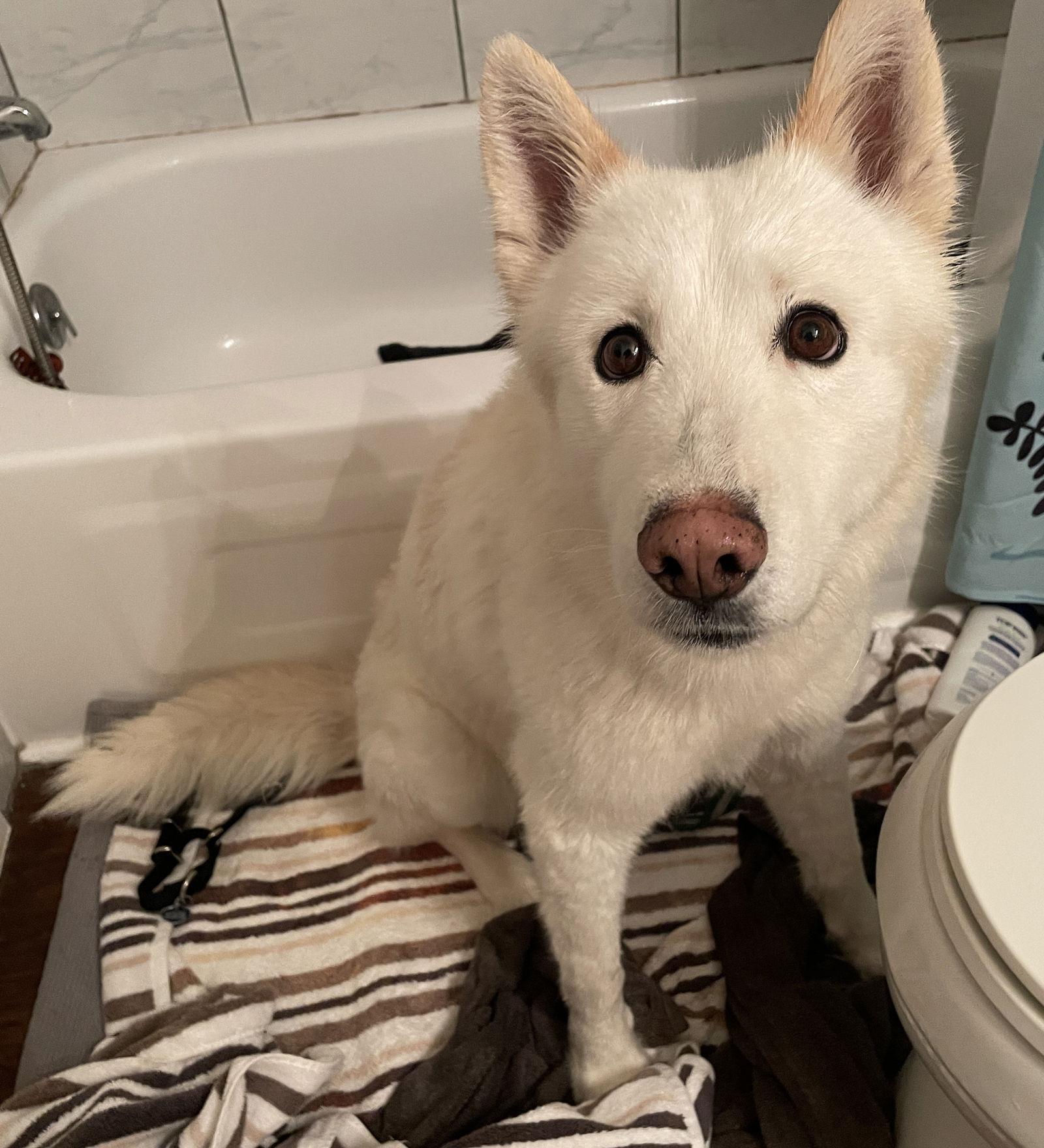 Enlarge Triscuit, a Adoptable Siberian Husky in Livonia, MI image 3/3