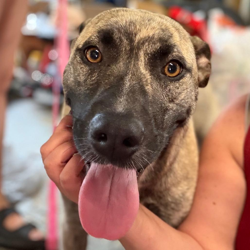 Freya, Adoptable, Young Female Anatolian Shepherd & Dutch Shepherd.
