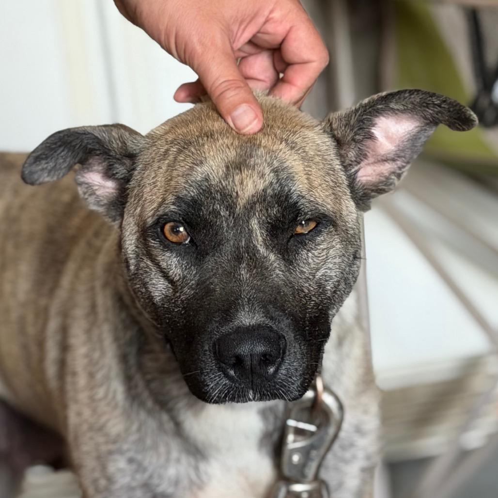 Freya, a Adoptable mixed breed in Greenfield, IN image 2/4