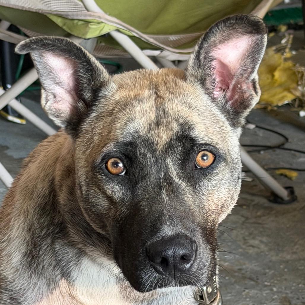 Freya, a Adoptable mixed breed in Greenfield, IN image 3/4