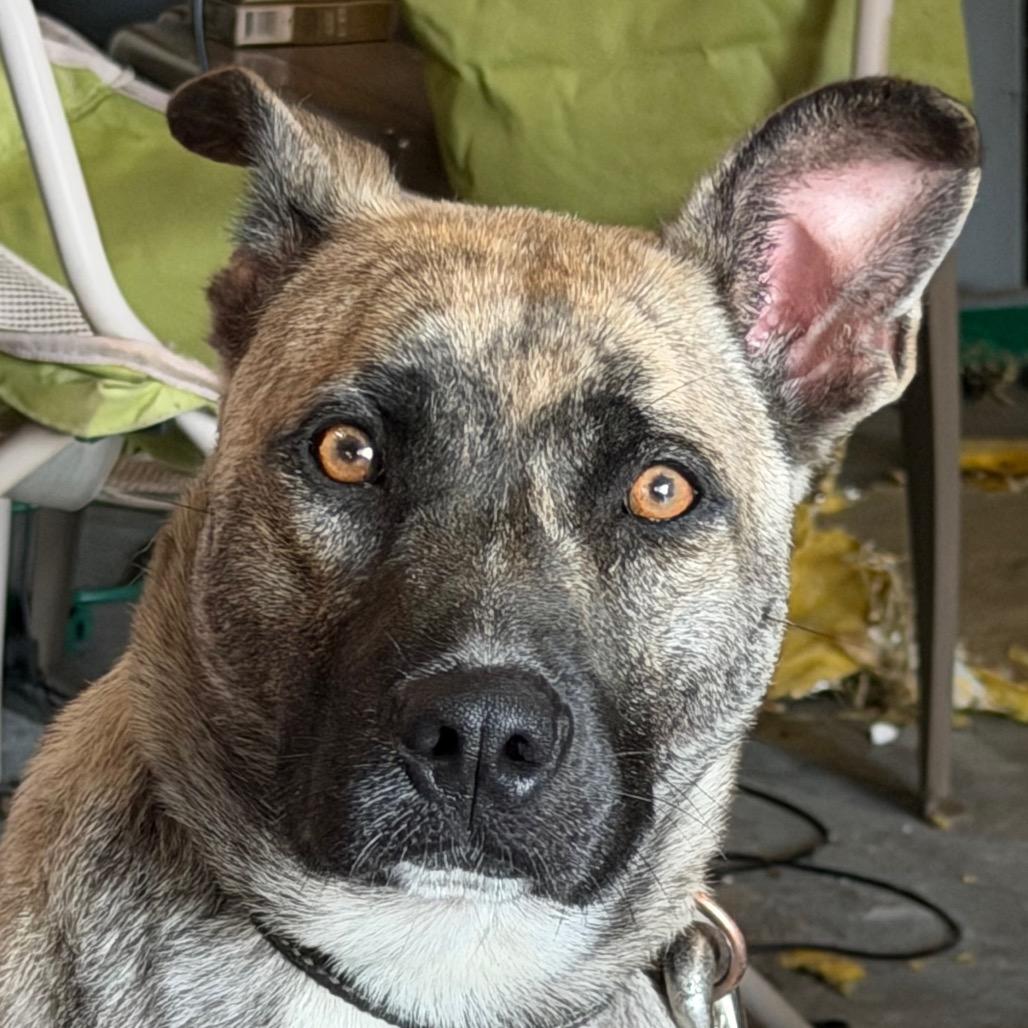 Freya, a Adoptable mixed breed in Greenfield, IN image 4/4