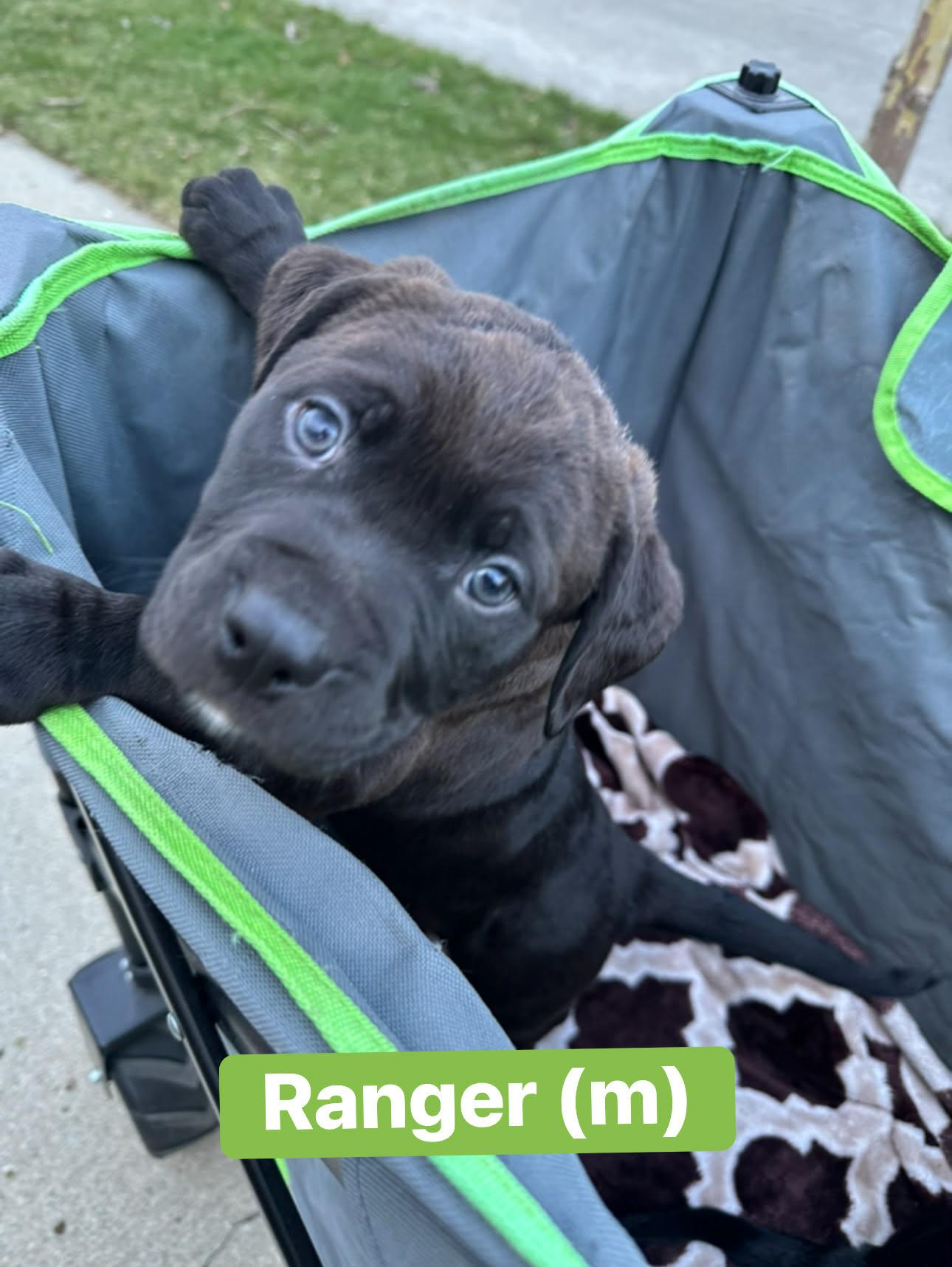 Enlarge Ranger, a ADOPTABLE mixed breed in Pleasant Ridge, MI image 1/1