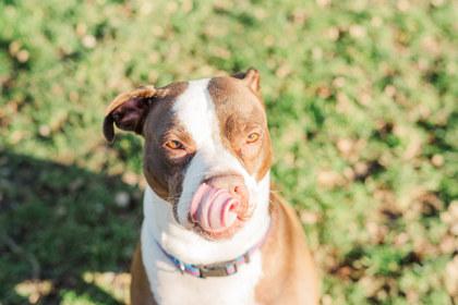 Enlarge Junie, a ADOPTABLE mixed breed in Lewiston, ID image 2/5