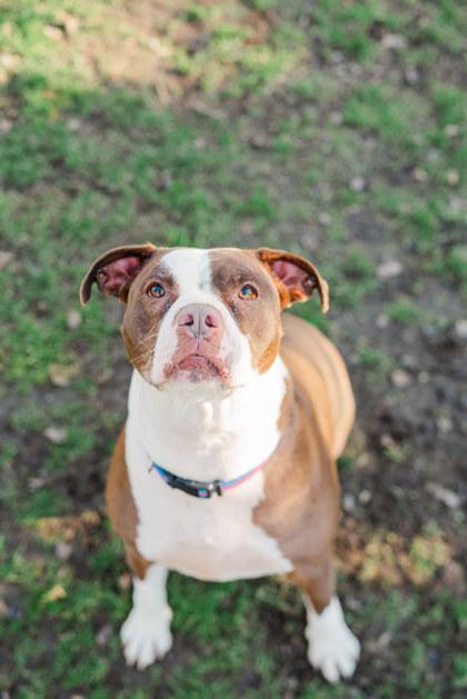 Enlarge Junie, a ADOPTABLE mixed breed in Lewiston, ID image 4/5
