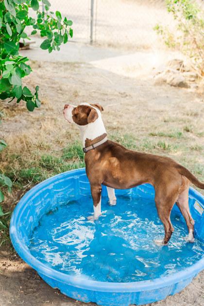 Enlarge Junie, a ADOPTABLE mixed breed in Lewiston, ID image 3/5