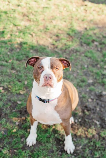 Enlarge Junie, a ADOPTABLE mixed breed in Lewiston, ID image 1/5