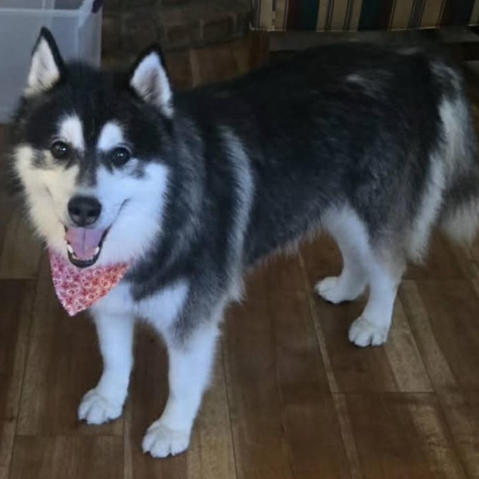 Loki, ADOPTABLE, Senior Male Siberian Husky.