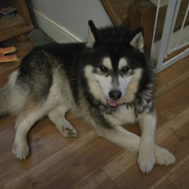 Enlarge Loki, a ADOPTABLE Siberian Husky in Buffalo, NY image 3/4