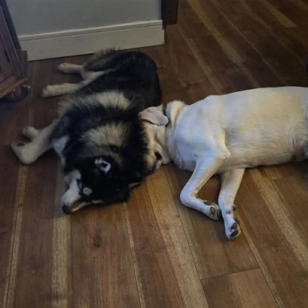 Enlarge Loki, a ADOPTABLE Siberian Husky in Buffalo, NY image 2/4