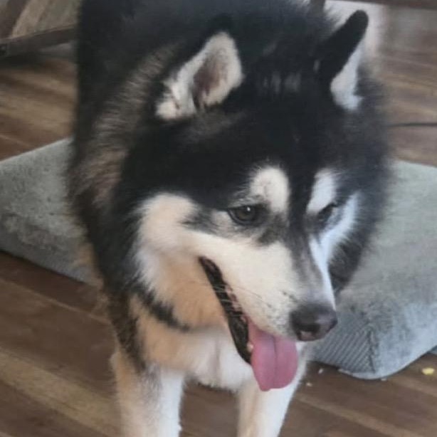 Enlarge Loki, a ADOPTABLE Siberian Husky in Buffalo, NY image 1/4