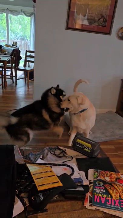 Enlarge Loki, a ADOPTABLE Siberian Husky in Buffalo, NY video 4/4