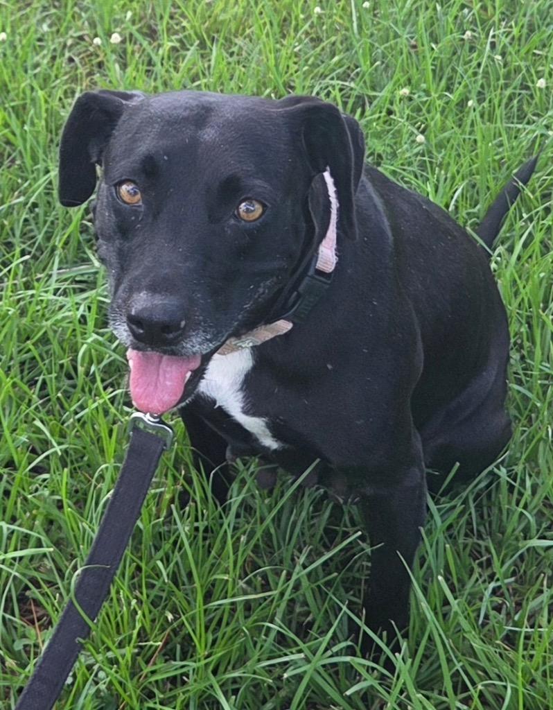 Scarlett-1/2 Off Adoption Fee Promo!, Adoptable, Adult Female Labrador Retriever.