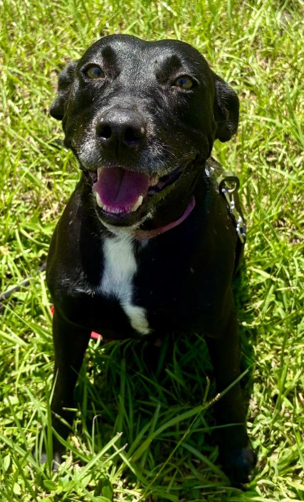 Enlarge Scarlett-1/2 Off Adoption Fee Promo!, a Adoptable Labrador Retriever in Fort Myers, FL image 2/6