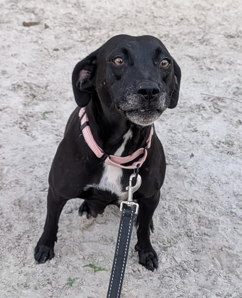 Enlarge Scarlett-1/2 Off Adoption Fee Promo!, a Adoptable Labrador Retriever in Fort Myers, FL image 3/6