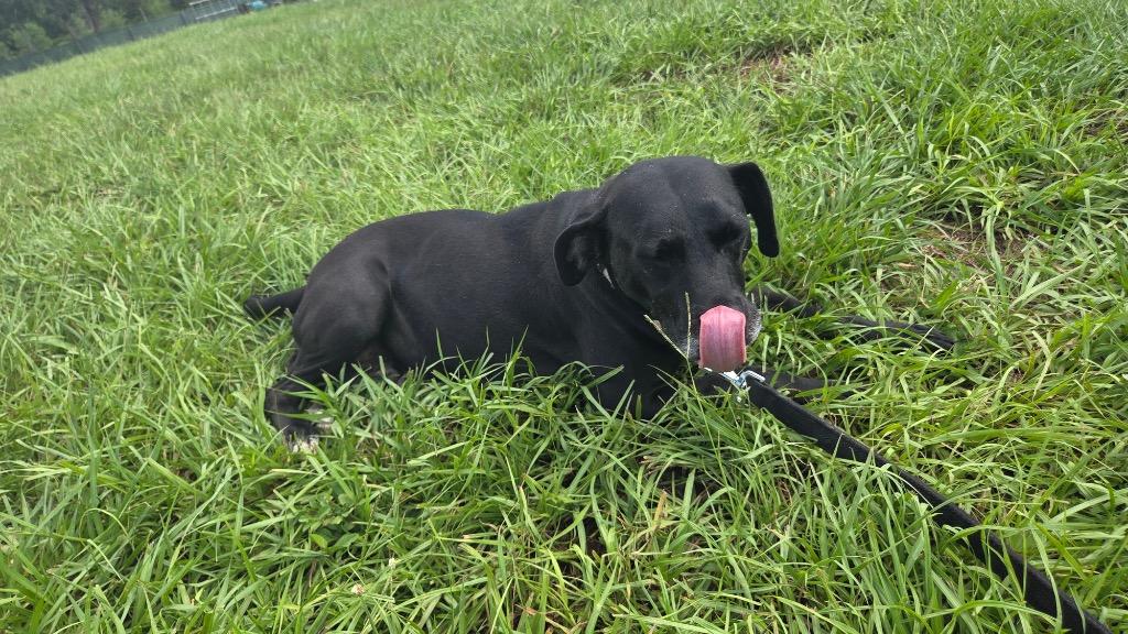 Enlarge Scarlett-1/2 Off Adoption Fee Promo!, a Adoptable Labrador Retriever in Fort Myers, FL image 6/6