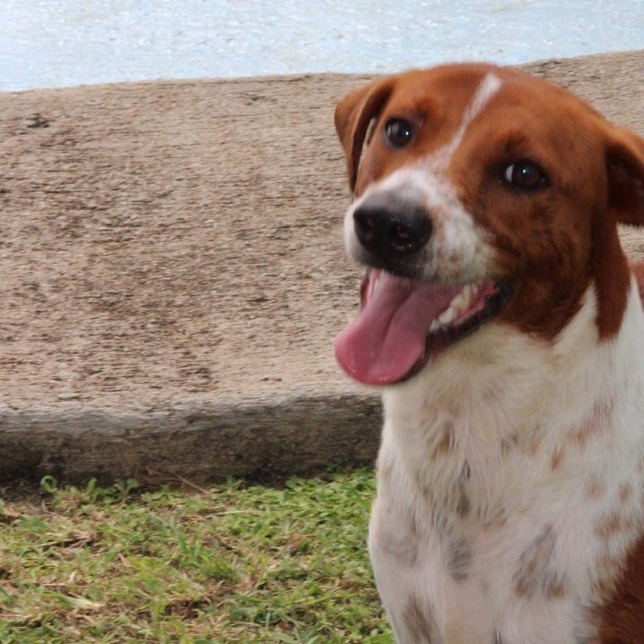 Enlarge Tania, a Adoptable Hound in Newark, NJ image 2/6