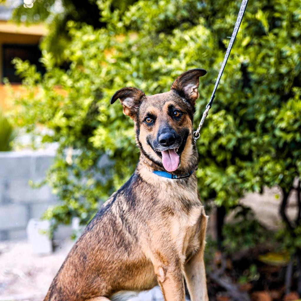 Enlarge Chica, a Adoptable mixed breed in Anacortes, WA image 2/6