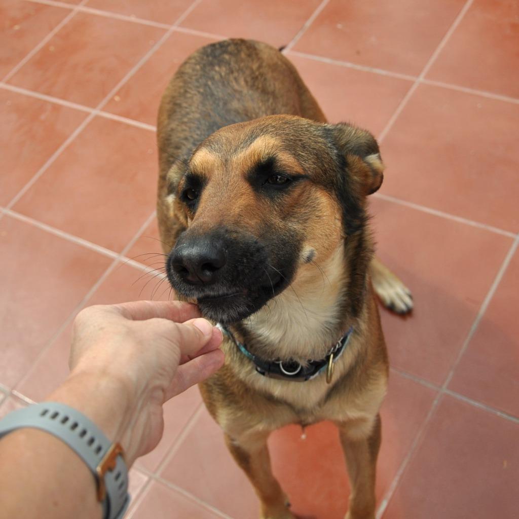 Enlarge Chica, a Adoptable mixed breed in Anacortes, WA image 3/6