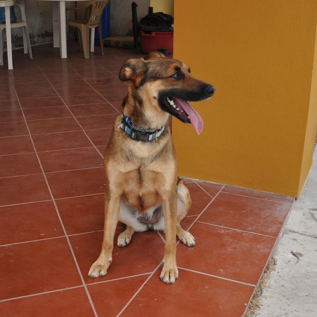 Enlarge Chica, a Adoptable mixed breed in Anacortes, WA image 5/6