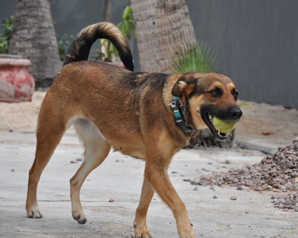 Enlarge Chica, a Adoptable mixed breed in Anacortes, WA image 6/6
