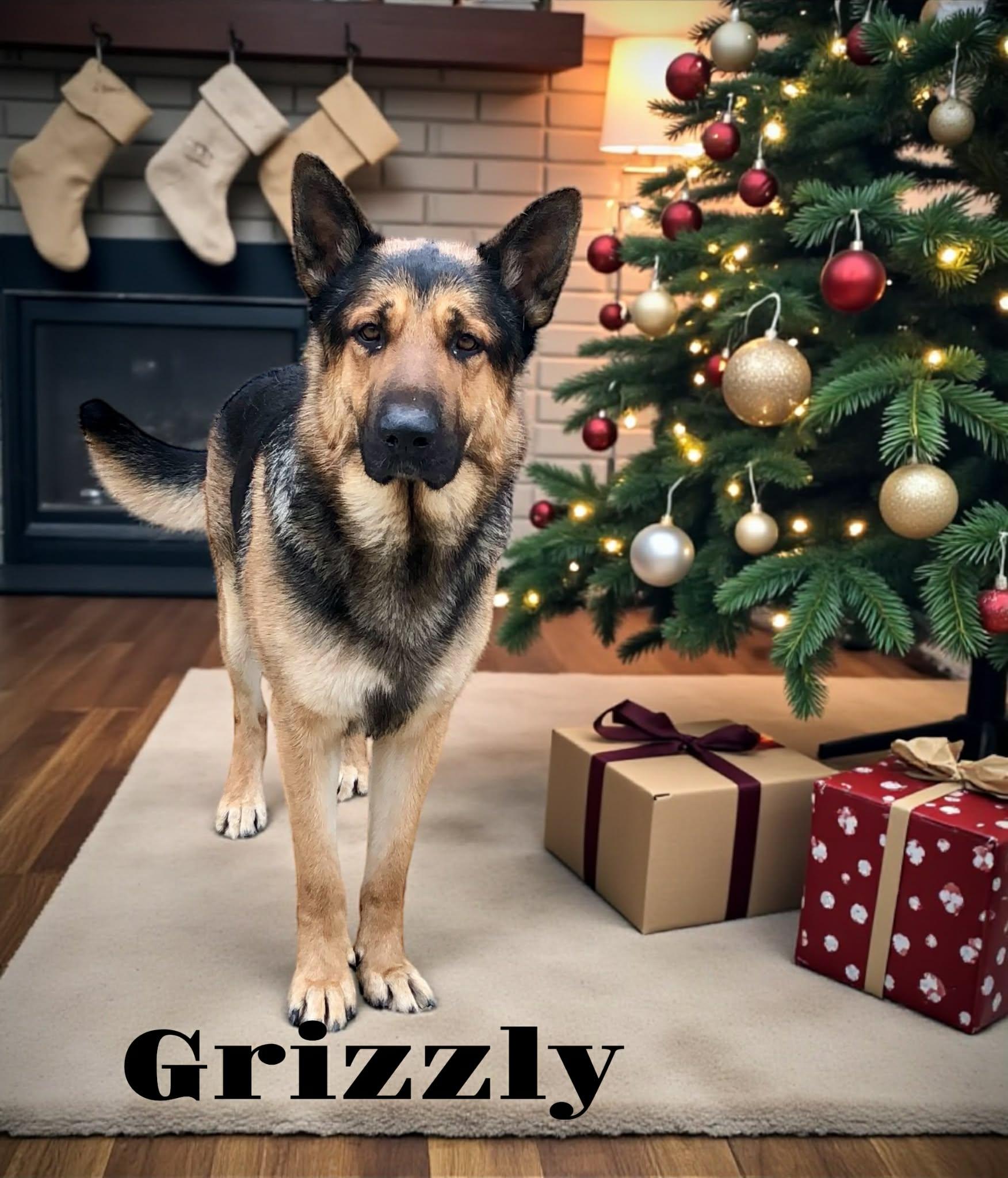 Enlarge Grizzly, a ADOPTABLE German Shepherd Dog in Modesto , CA image 2/2