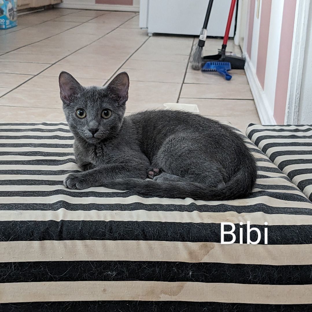 Enlarge Bibi , a Adopted Russian Blue in Fort Worth, TX image 1/1