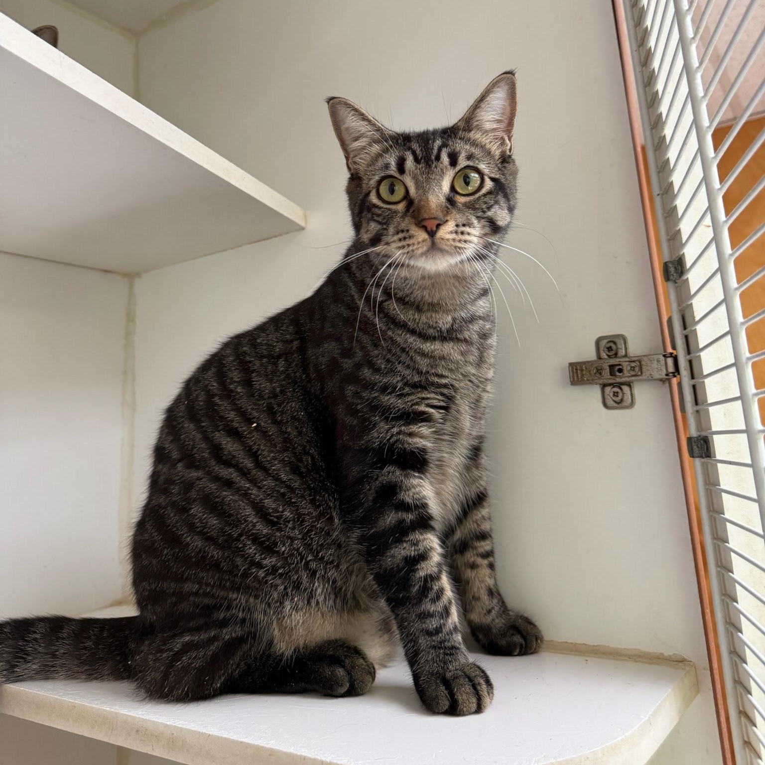 Chipmunk, a Adoptable Domestic Short Hair in Kent, WA image 2/4