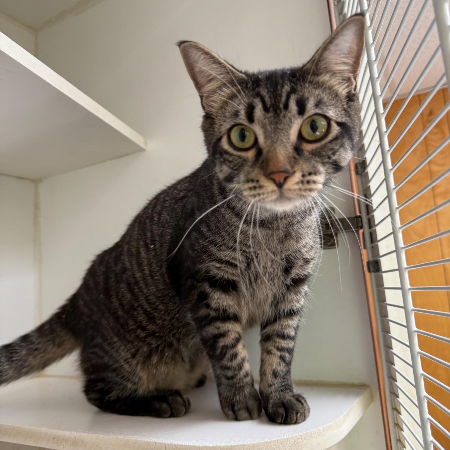 Chipmunk, Adoptable, Young Male Domestic Short Hair.