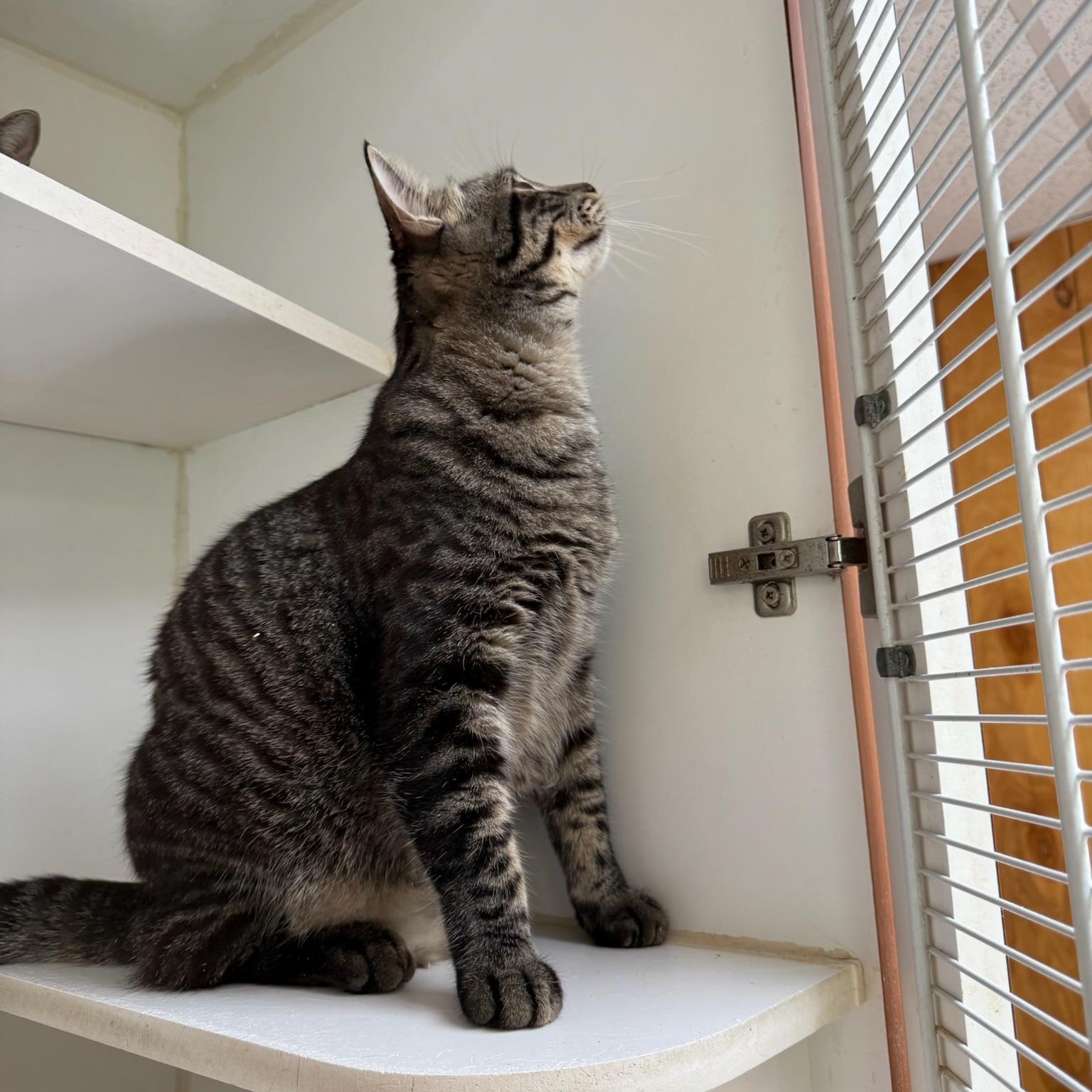 Chipmunk, a Adoptable Domestic Short Hair in Kent, WA image 4/4