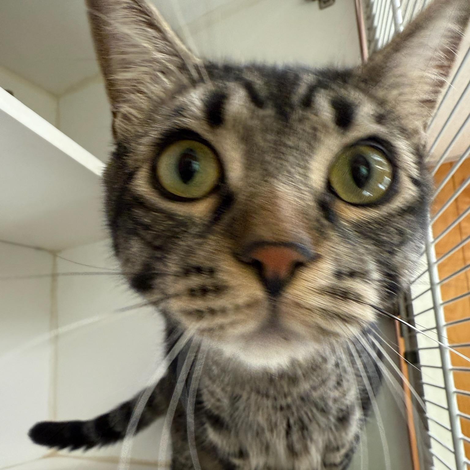 Chipmunk, a Adoptable Domestic Short Hair in Kent, WA image 3/4