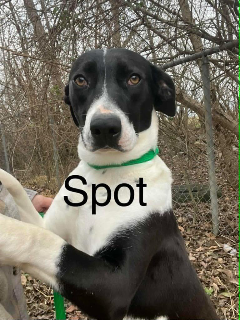 Enlarge SPOT, a Adoptable mixed breed in Princeton, IN image 2/2