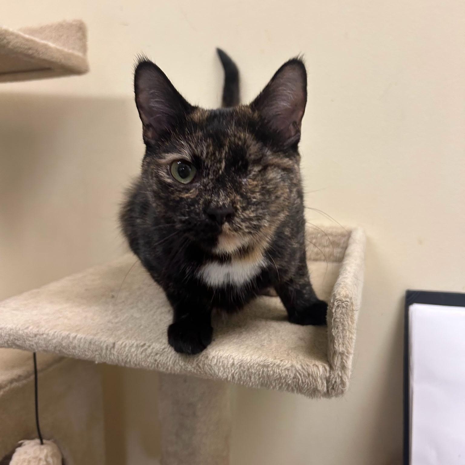 Enlarge Gizzy, an adopted mixed breed in Bolingbrook, IL image 3/5