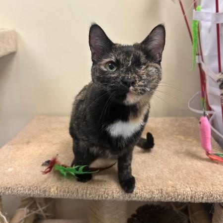 Enlarge Gizzy, an adopted mixed breed in Bolingbrook, IL image 4/5