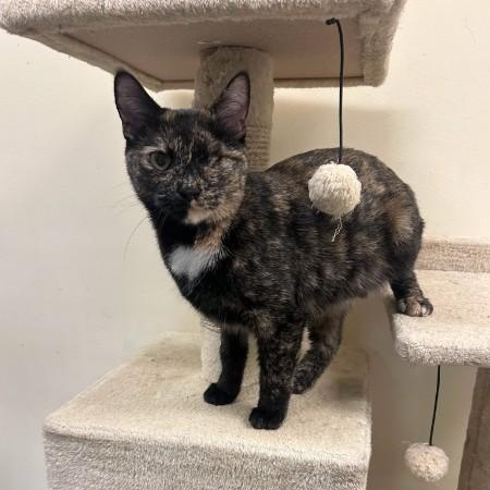 Gizzy, adopted, Adult Female Domestic Short Hair & Tortoiseshell.