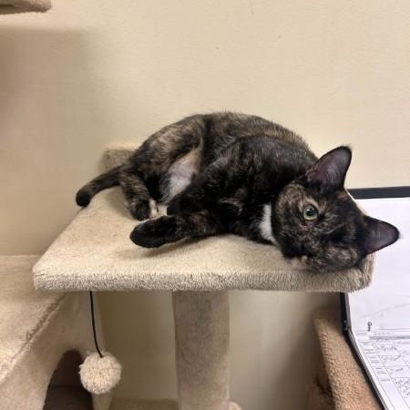 Enlarge Gizzy, an adopted mixed breed in Bolingbrook, IL image 2/5