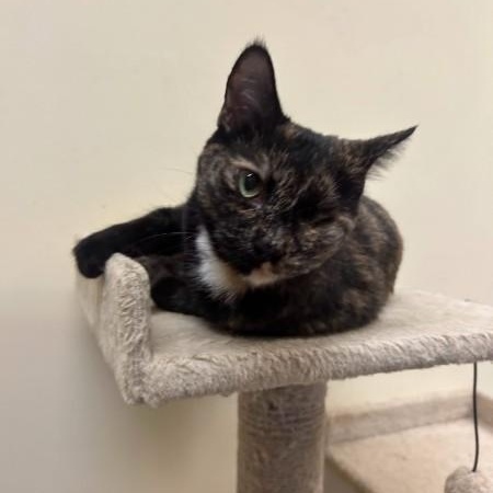 Enlarge Gizzy, an adopted mixed breed in Bolingbrook, IL image 5/5