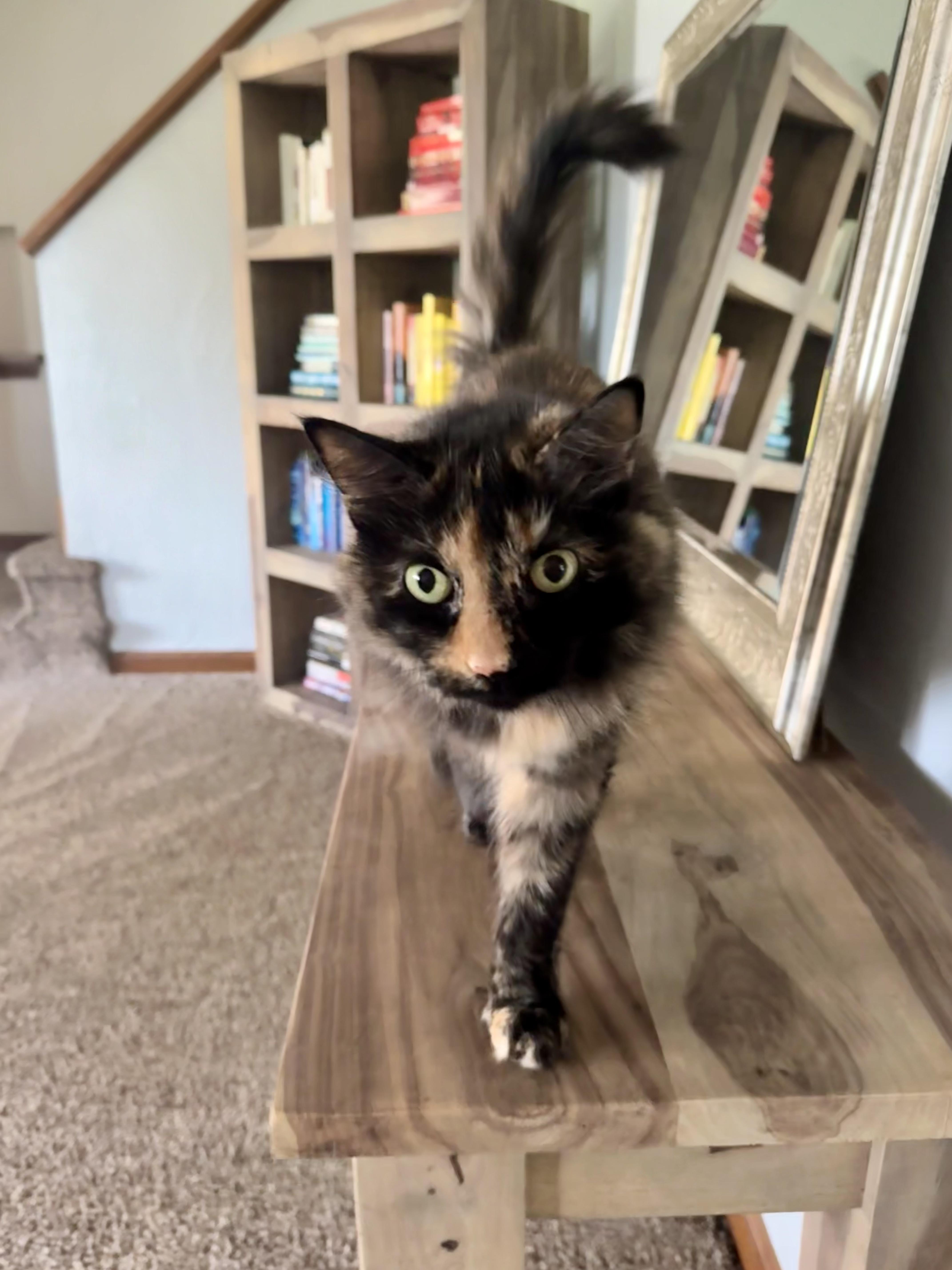 Princess, a ADOPTABLE mixed breed in Pittsburgh, PA image 4/6