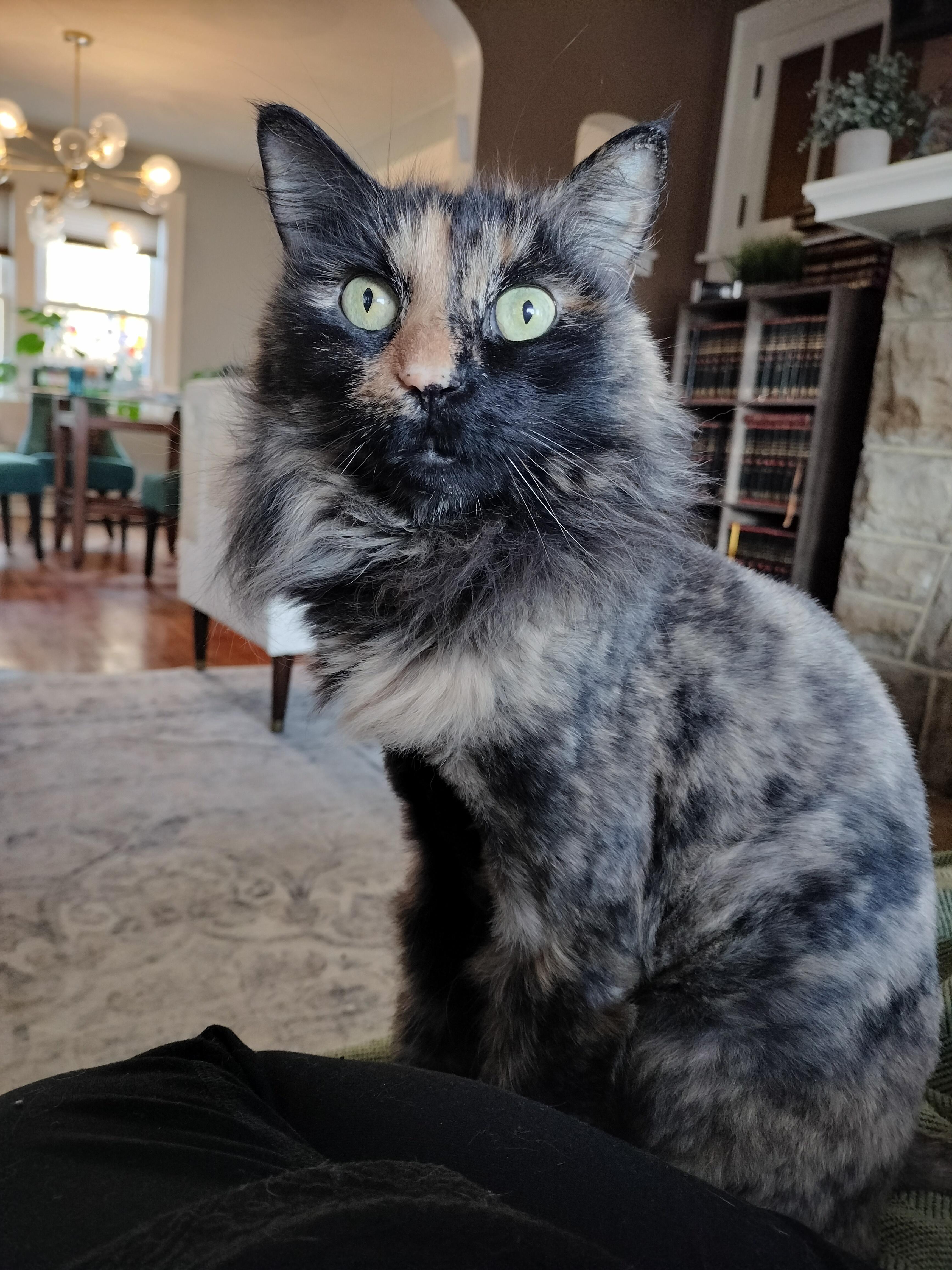 Princess, a ADOPTABLE mixed breed in Pittsburgh, PA image 2/6