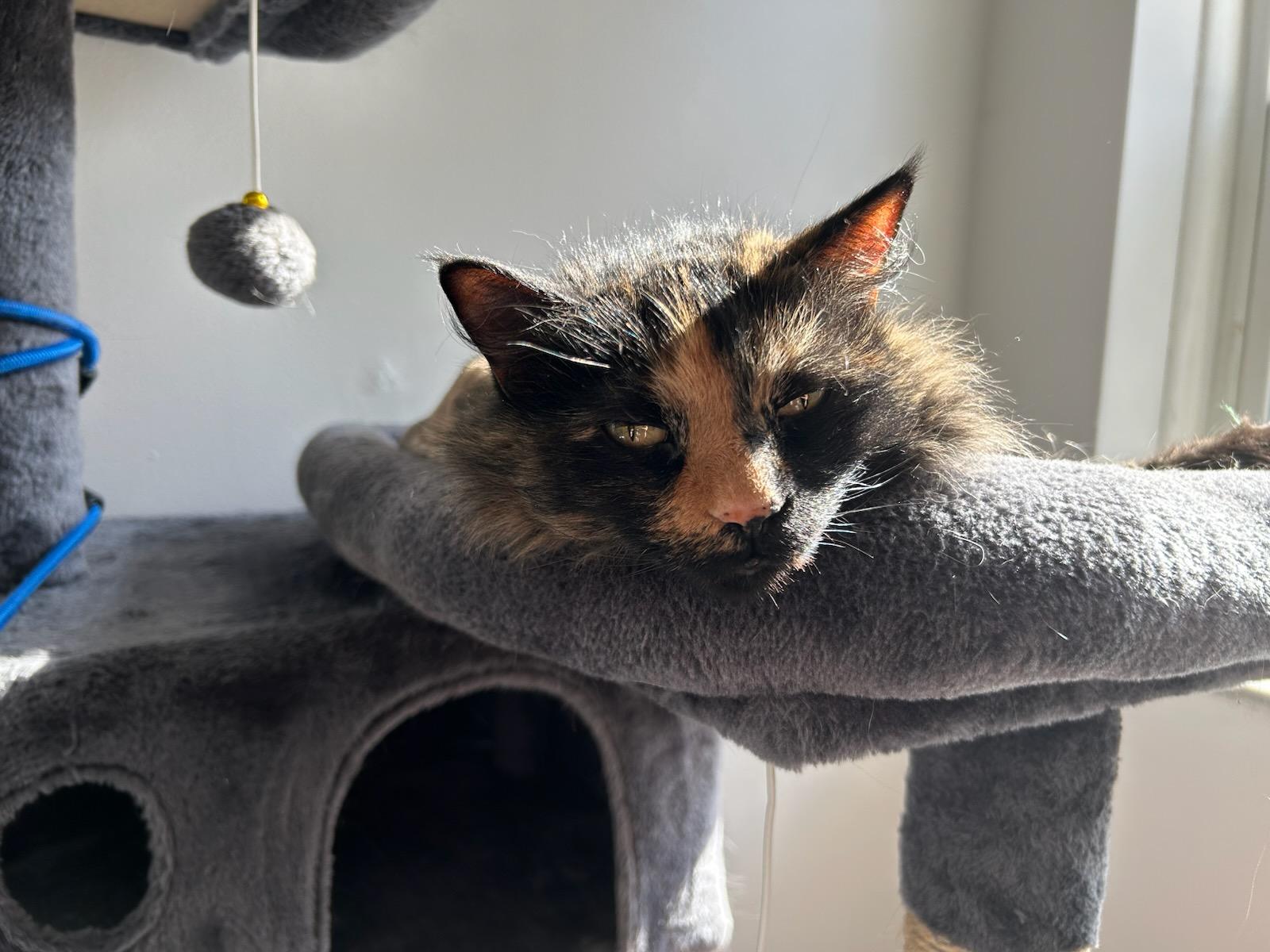 Princess, a ADOPTABLE mixed breed in Pittsburgh, PA image 5/6