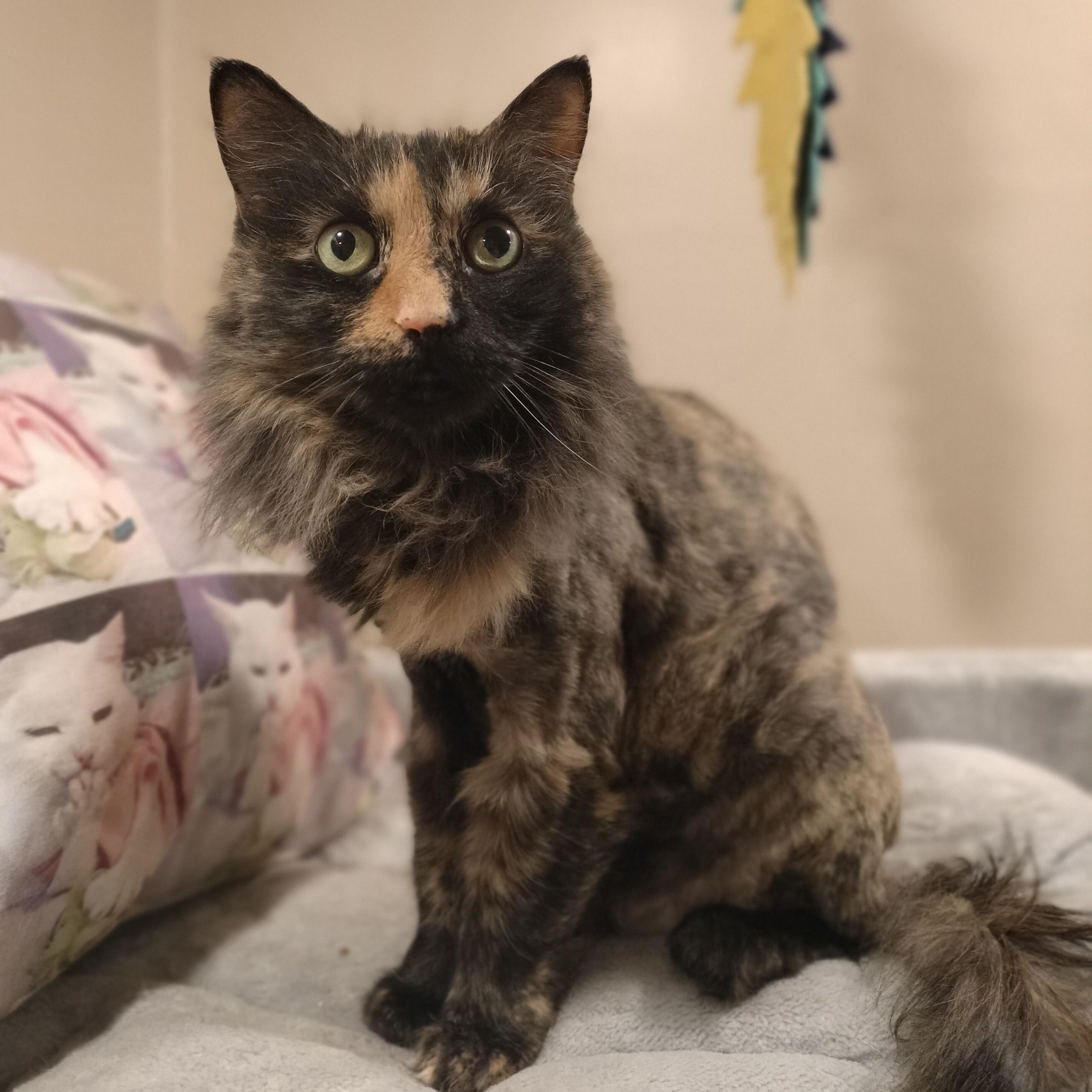 Princess, a ADOPTABLE mixed breed in Pittsburgh, PA image 6/6