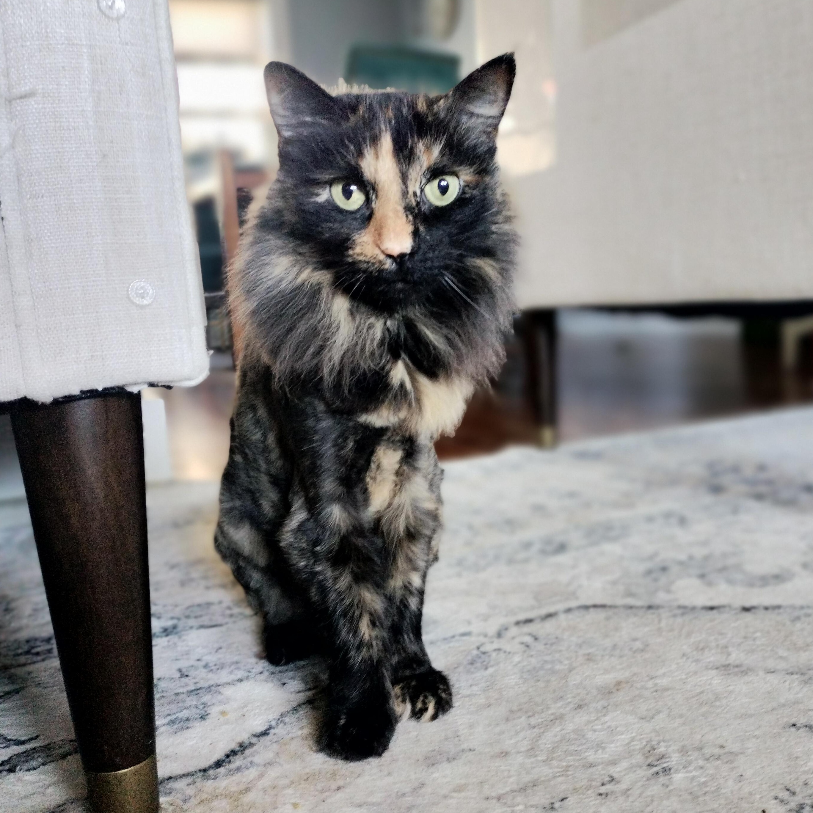 Princess, ADOPTABLE, Senior Female Domestic Long Hair.