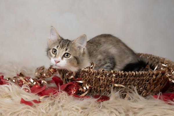 Daisy, adopted, Young Female Domestic Medium Hair.