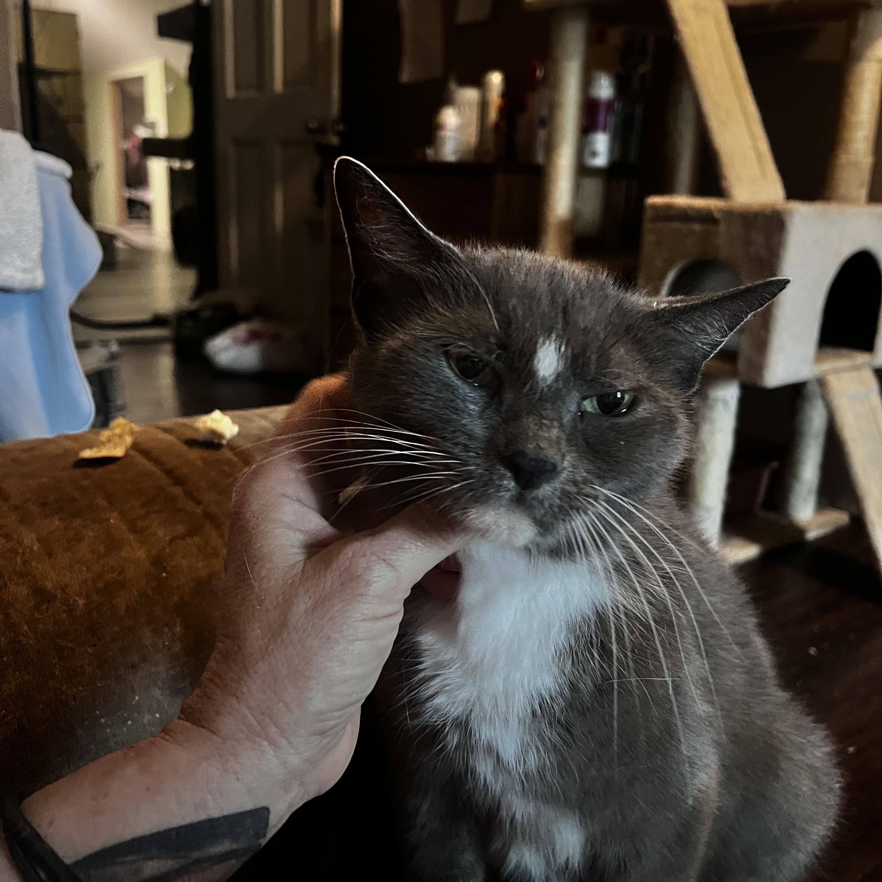 Cinderella, ADOPTABLE, Adult Female Tuxedo & Russian Blue.