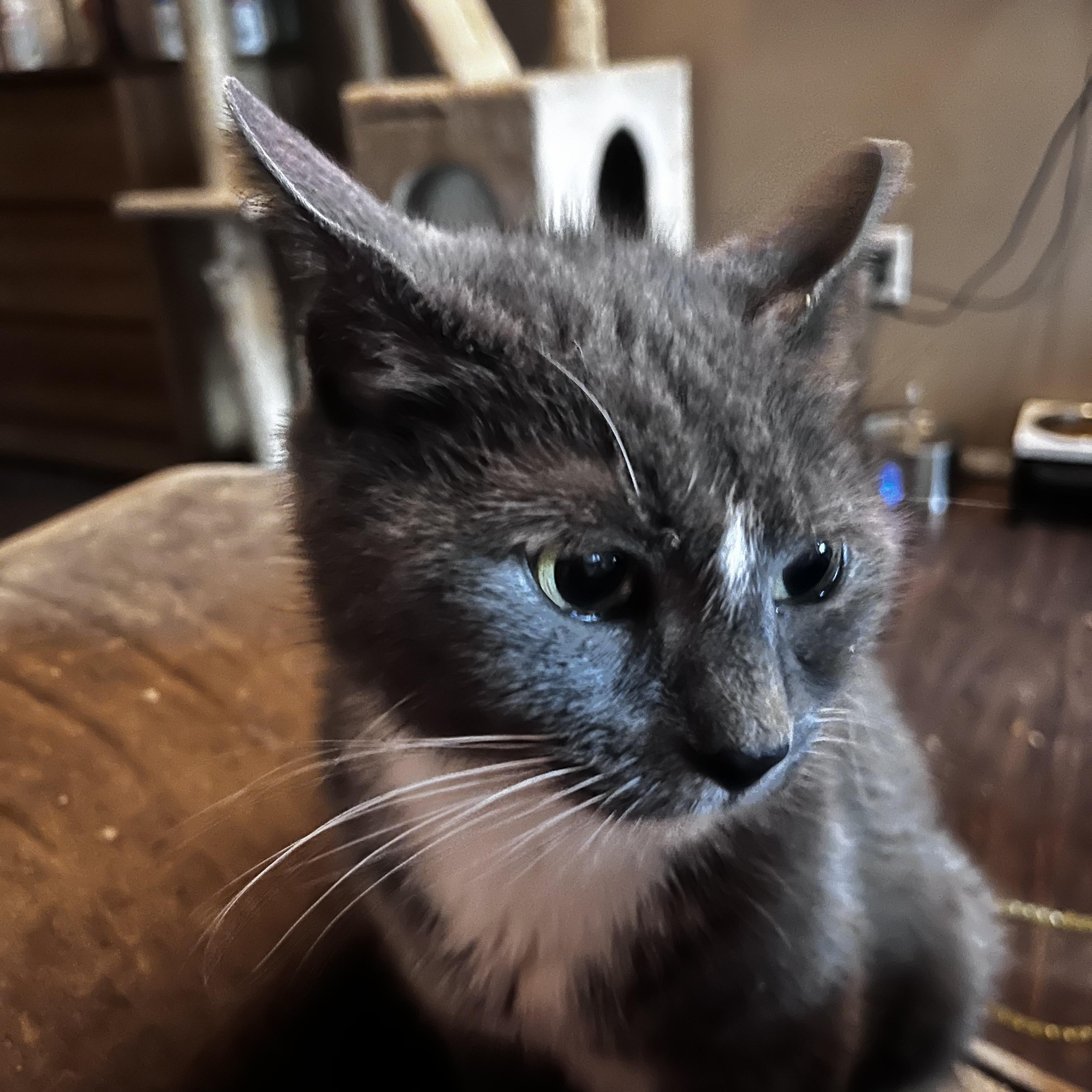 Cinderella, a ADOPTABLE mixed breed in Newark valley, NY image 5/5