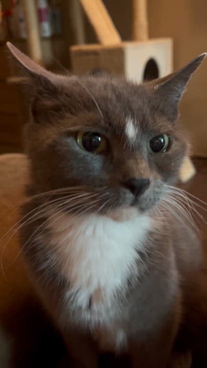 Enlarge Cinderella, a ADOPTABLE mixed breed in Newark valley, NY video 2/5