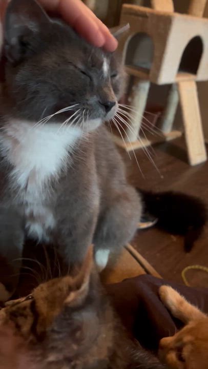 Enlarge Cinderella, a ADOPTABLE mixed breed in Newark valley, NY video 3/5