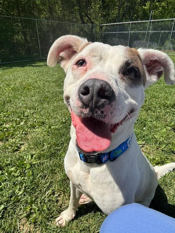Enlarge Petey, a ADOPTABLE mixed breed in Saint Charles, MO image 3/3